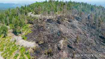 Waldbrand oft menschengemacht: Natur holt verbrannte Erde