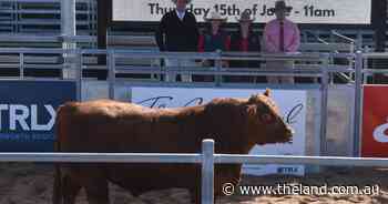 The Invitational Red Angus Sale tops at $24,000