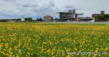 'Here we go again, mowing down the wildflowers at York's Knavesmire'