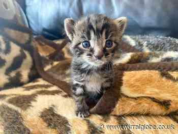 Tiny two week old kitten saved in 'extraordinary' rescue