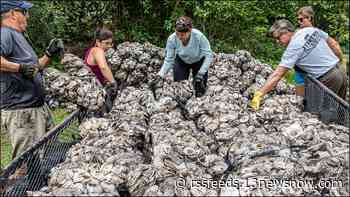 Volunteers to install 'living shoreline' of oyster castles and marsh grasses in Portsmouth