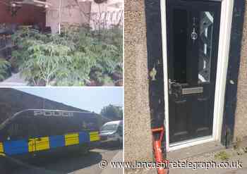 Man arrested for immigration offences as cannabis plants found in home