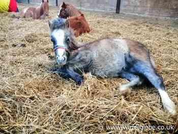 Funding boost for Horse Sense Wirral  after public vote