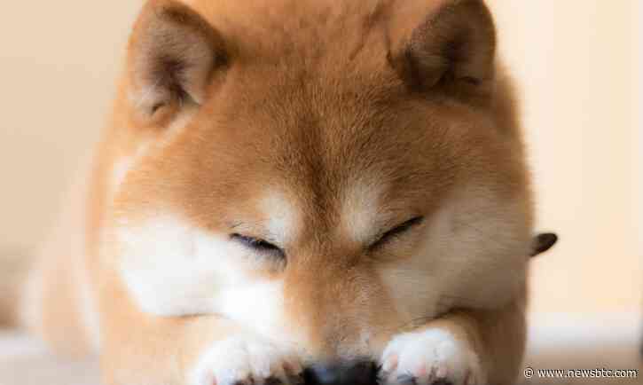 Shiba Inu Collapses: How Long Can The Meme Coin Climb Back Up?