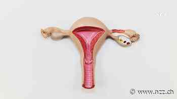 Neue Erkenntnisse zur Endometriose: Bakterien könnten Auslöser der mysteriösen Frauenkrankheit sein