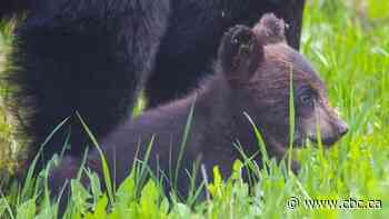 Keep your distance from bears to prevent them from getting too used to humans, experts caution