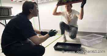 Growing the workforce: Suburban colleges add cannabis studies programs to their offerings