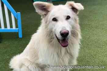 Battersea is looking for a home for a German Shepherd