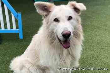 Battersea is looking for a home for a German Shepherd