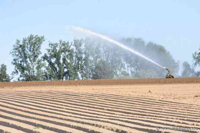 Vooral kwekers van witloof, vroege aardappelen en wortelen getroffen door captatieverbod in Pajottenland: “Zonder water gaat een groot deel van de oogst verloren”