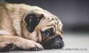Flat-faced dogs like pugs are more likely to suffer from sleep apnoea