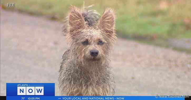 Gwinnett County officials warn of rabid cats in Buford & Dacula