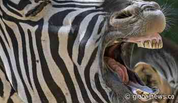 Saskatoon zebras arrive at Forestry Farm Park and Zoo