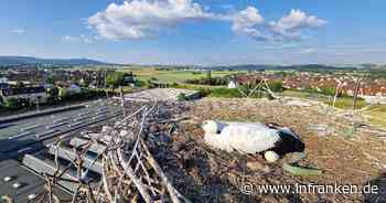 Bad Staffelstein: Storch in Seil verheddert - Feuerwehr und Industriekletterer müssen anrücken