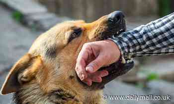 Dogs are more likely to BITE you when it's hot: Vets warn attacks occur 11% more often on sunny days