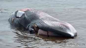 Dead minke whale washes up on New Brunswick shoreline