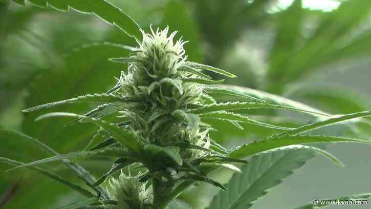 Free medical marijuana certifications at Austin Juneteenth Celebration