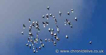 Firefighters save lives of more than 100 pigeons after suspected Walker arson attack