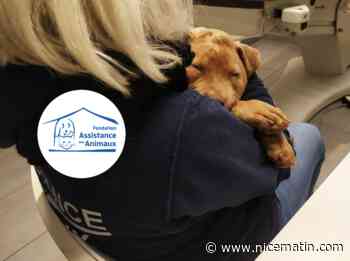 Une influenceuse comparaît devant la justice pour avoir martyrisé son chiot de quatre mois