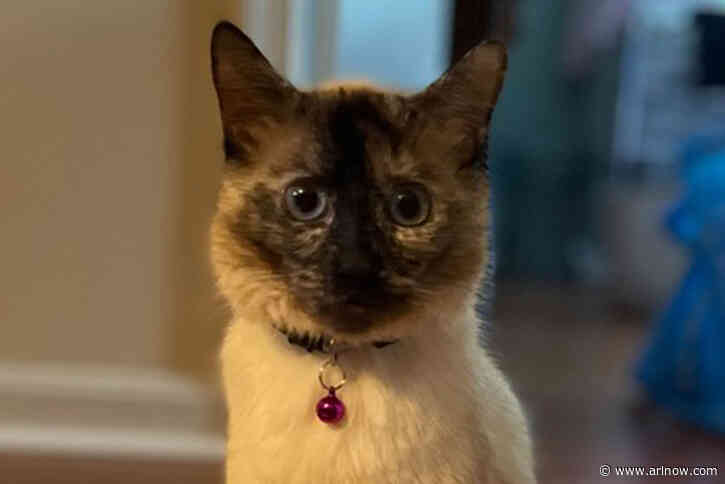 Adoptable Pet of the Week: Shelby