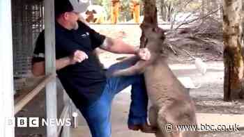 Watch: Tourist fights off feisty kangaroo in Australia
