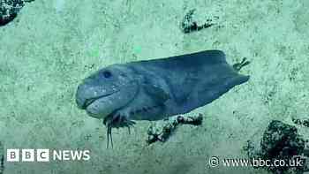 'Smiling' snailfish spotted by deep-sea explorers