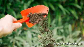 Bizarre thefts from porch and garden reported in Barrie