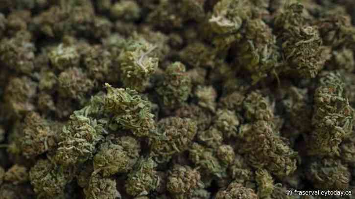 Indigenous kept from economic opportunities from pot legalization: Senate committee