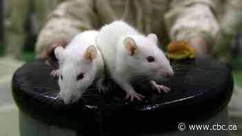 This scientist shaped a new law that moves Canada away from toxicity testing on animals