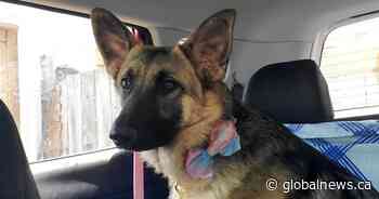 Why one Ontario animal rescue is being inundated with unwanted dogs