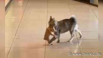 Ladenbesitzer füttert streunende Katze – „Bitte lass meine Babys rein“