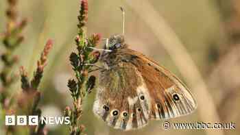 Rare butterflies thriving after reintroduction bid