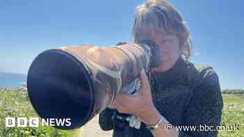 Wildlife lovers' joy at Bempton Cliffs summer bird spectacle