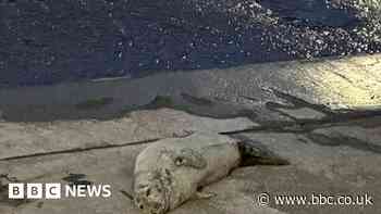 Rescue attempt in Hull for injured and stranded Humber Estuary seal