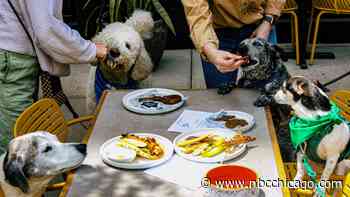 Chicago restaurant launches a new summer menu – and it's exclusively for your dog