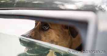 Bamberg: Hunde im Auto eingesperrt - Polizei rettet sie vor möglichem Hitzetod