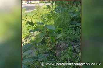 Council respond after Japanese Knotweed found in Darwen