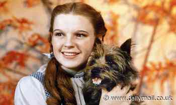 Cairn Terrier which rose to fame as Dorothy's dog in the Wizard of Oz is at risk of EXTINCTION