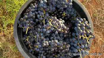 Wine grape growers out of pocket as vintage price negotiations stall