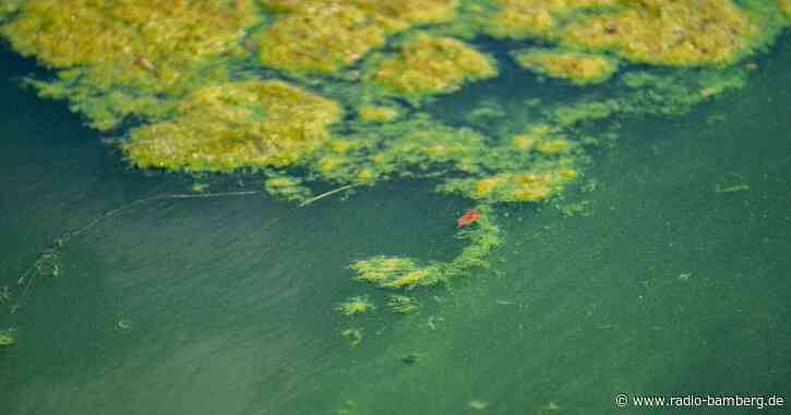 Amt warnt vor Blaualgen im Klostersee bei Ebersberg