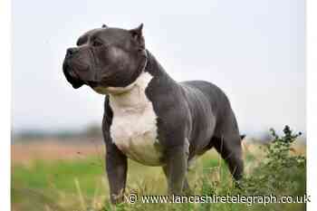 MP calls for another dog breed to be banned in the UK