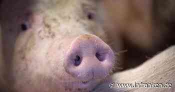 Staatliches Tierhaltungslogo für Fleisch kommt