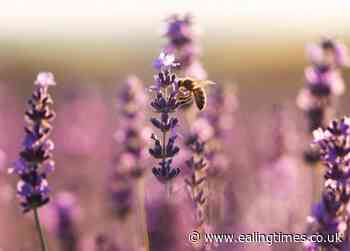 Pollen bomb puts Ealing Hospital on red alert
