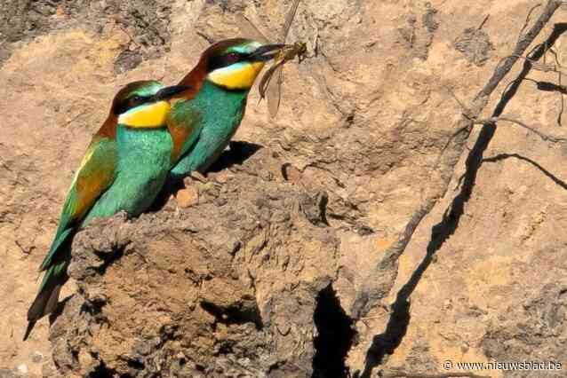 Exotische en zeldzame vogels bouwen nest in hoop zand langs Albertkanaal