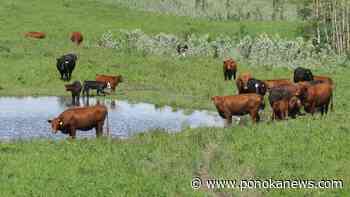 Recent rain may not be enough to halt the shrinking of Canada’s cattle herd