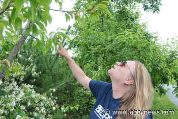 Plenty of volunteers, not enough fruit trees for Langley harvest
