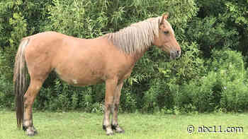 Outer Banks wild horse breaks neck, dies during mating ritual