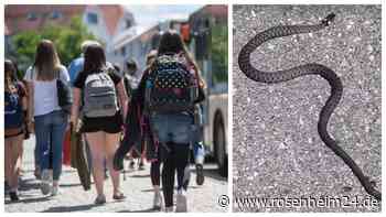 Große Schlange mitten auf dem Schulweg: Besorgte Mutter schlägt Alarm