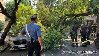 Ramo si spezza e danneggia auto in sosta