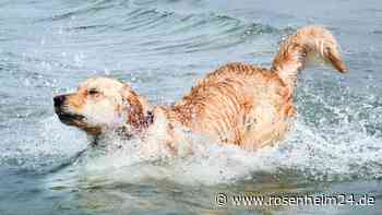 Tödliche Gefahr? Besitzer warnt vorm Hundebaden in der Ostsee
